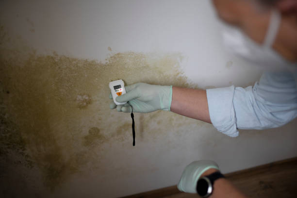 Best Mold Testing and Inspection Services in Brewster Heights, NY